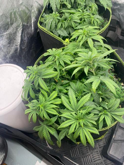 Sweet Cherry Kush | Living Soil | GER. Week 8
