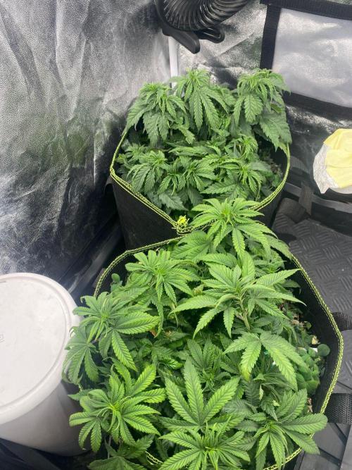 Sweet Cherry Kush | Living Soil | GER. Week 8