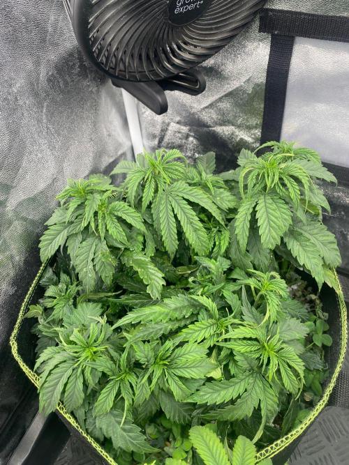 Sweet Cherry Kush | Living Soil | GER. Week 8