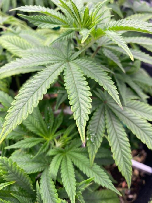 Sweet Cherry Kush | Living Soil | GER. Week 9