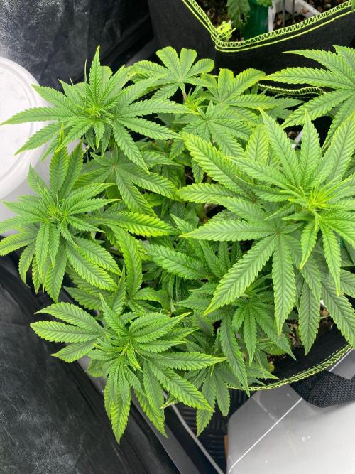 Sweet Cherry Kush | Living Soil | GER. Week 9