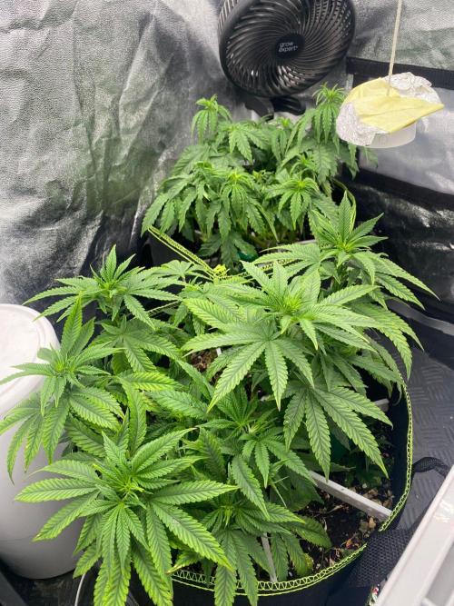 Sweet Cherry Kush | Living Soil | GER. Week 9