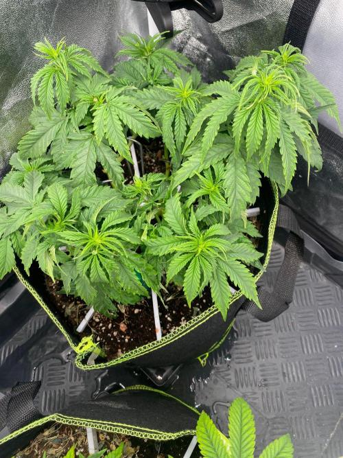Sweet Cherry Kush | Living Soil | GER. Week 9