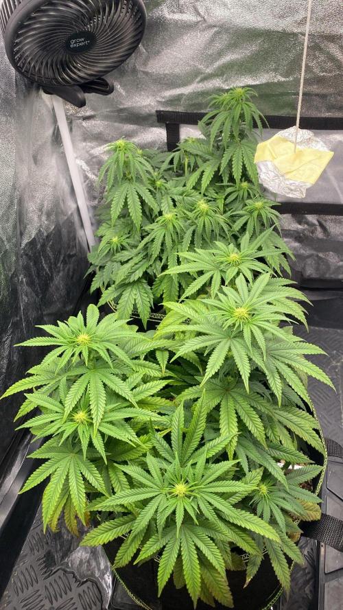 Sweet Cherry Kush | Living Soil | GER. Week 10