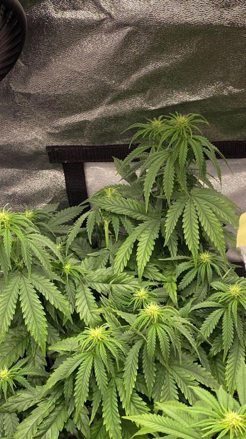 Sweet Cherry Kush | Living Soil | GER. Week 10