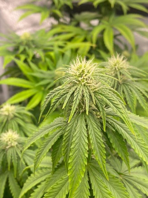 Sweet Cherry Kush | Living Soil | GER. Week 11