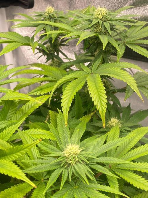 Sweet Cherry Kush | Living Soil | GER. Week 11