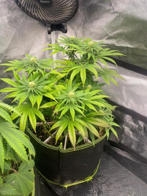 Sweet Cherry Kush | Living Soil | GER. Week 11
