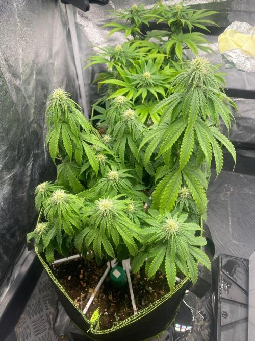 Sweet Cherry Kush | Living Soil | GER. Week 11