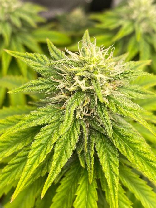 Sweet Cherry Kush | Living Soil | GER. Week 12