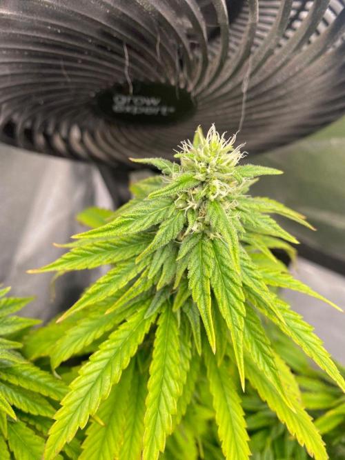 Sweet Cherry Kush | Living Soil | GER. Week 12