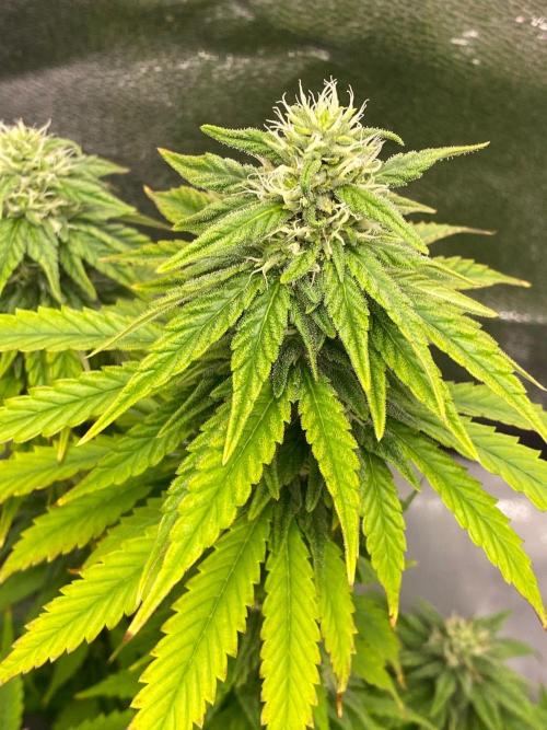 Sweet Cherry Kush | Living Soil | GER. Week 12