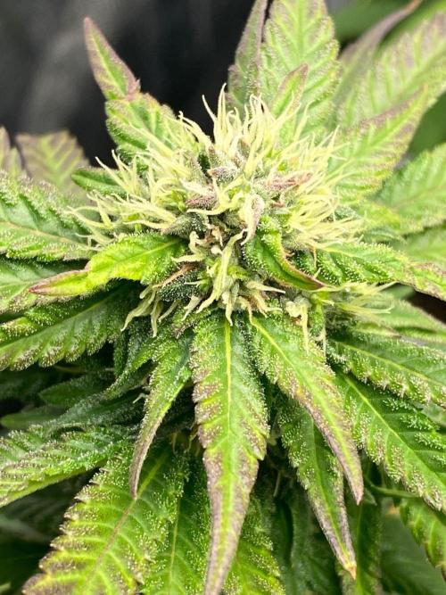 Sweet Cherry Kush | Living Soil | GER. Week 12