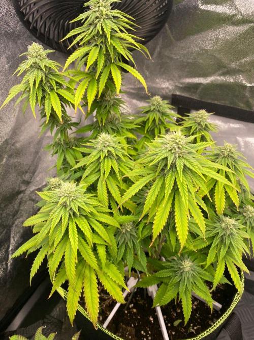 Sweet Cherry Kush | Living Soil | GER. Week 12