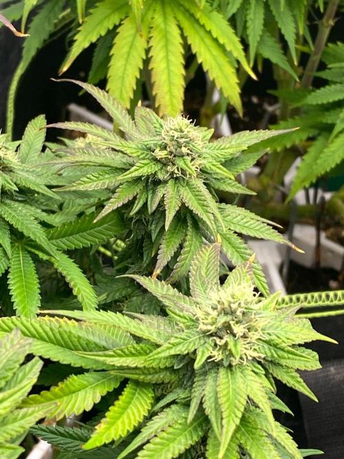 Sweet Cherry Kush | Living Soil | GER. Week 12