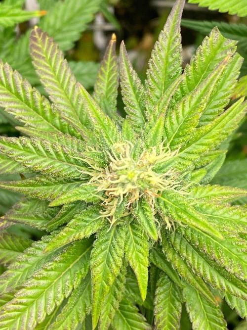 Sweet Cherry Kush | Living Soil | GER. Week 12