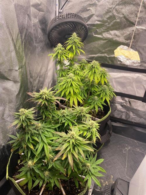 Sweet Cherry Kush | Living Soil | GER. Week 12