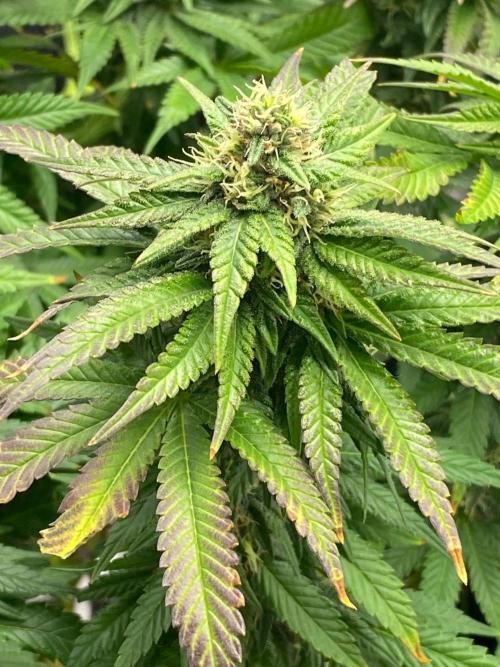 Sweet Cherry Kush | Living Soil | GER. Week 12