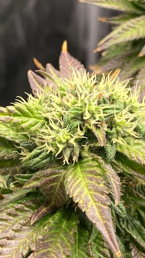 Sweet Cherry Kush | Living Soil | GER. Week 13