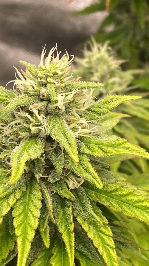 Sweet Cherry Kush | Living Soil | GER. Week 13