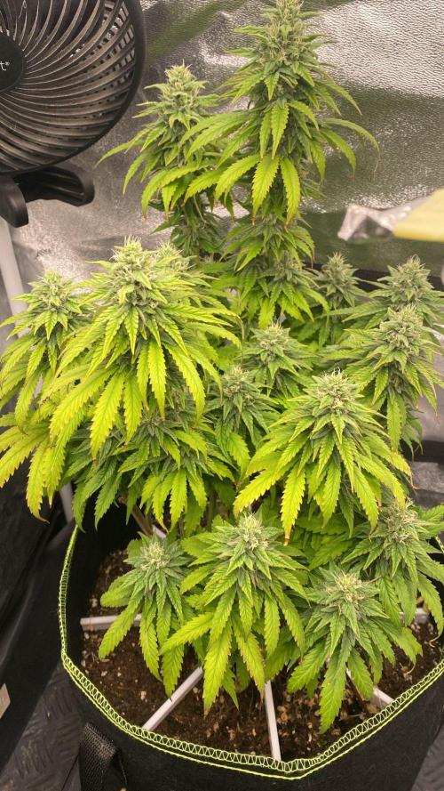 Sweet Cherry Kush | Living Soil | GER. Week 13