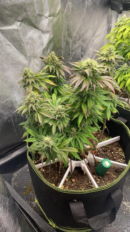 Sweet Cherry Kush | Living Soil | GER. Week 13