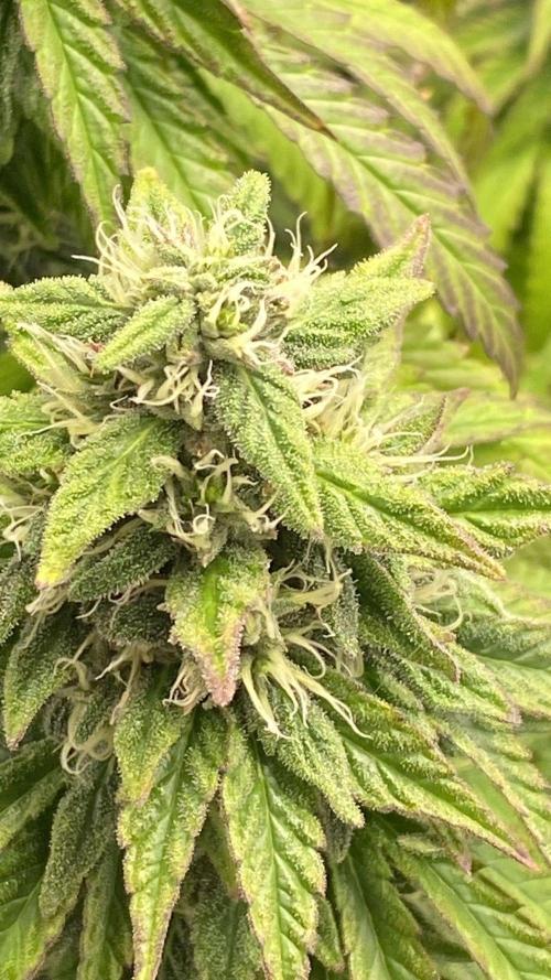 Sweet Cherry Kush | Living Soil | GER. Week 14