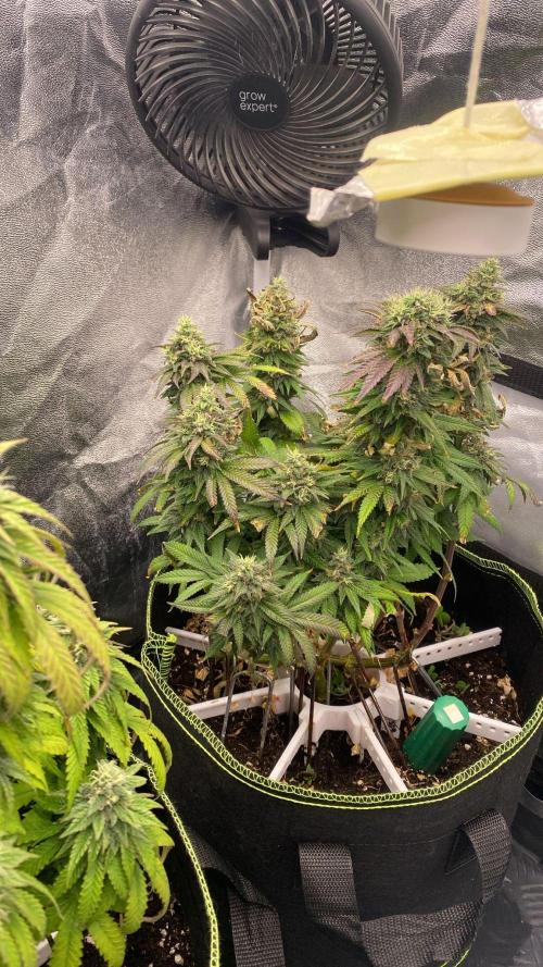 Sweet Cherry Kush | Living Soil | GER. Week 14