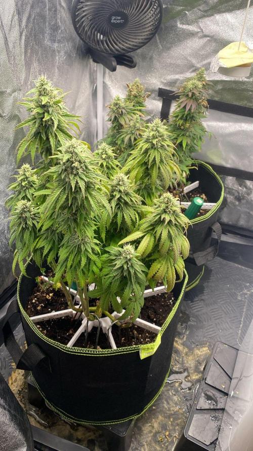 Sweet Cherry Kush | Living Soil | GER. Week 14