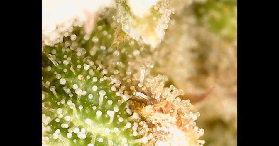 Sweet Cherry Kush | Living Soil | GER. Week 15