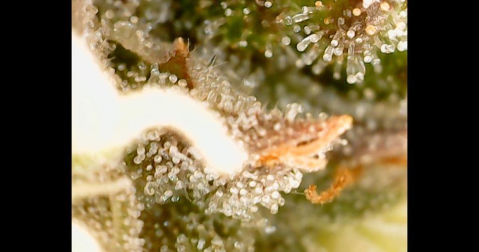 Sweet Cherry Kush | Living Soil | GER. Week 15
