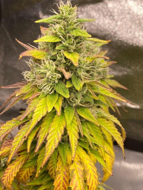 Sweet Cherry Kush | Living Soil | GER. Week 15