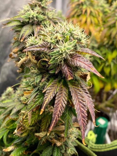 Sweet Cherry Kush | Living Soil | GER. Week 15