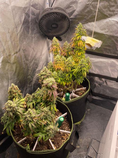 Sweet Cherry Kush | Living Soil | GER. Week 15
