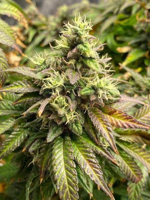 Sweet Cherry Kush | Living Soil | GER. Week 15