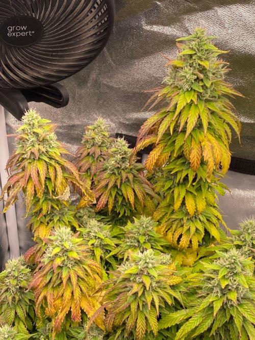 Sweet Cherry Kush. Week 15