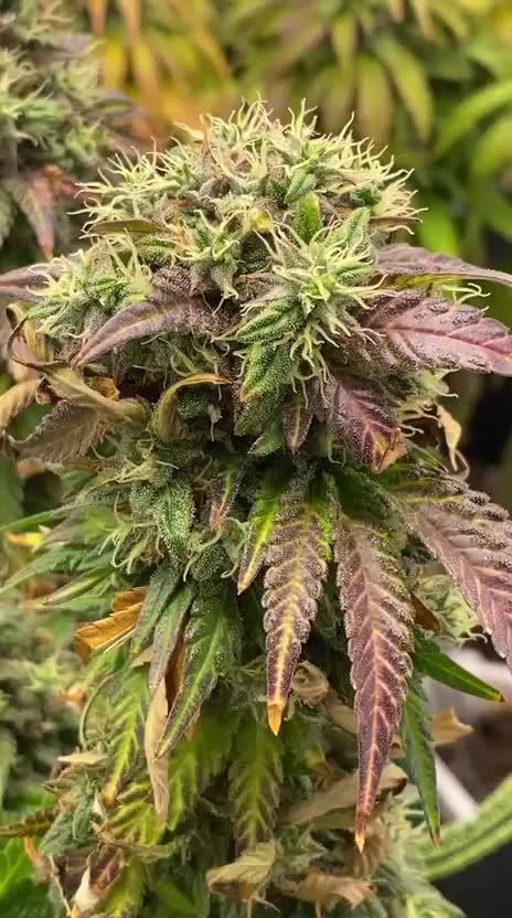 Sweet Cherry Kush | Living Soil | GER