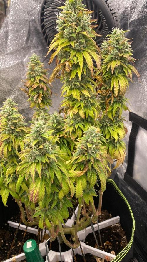 Sweet Cherry Kush | Living Soil | GER. Week 16