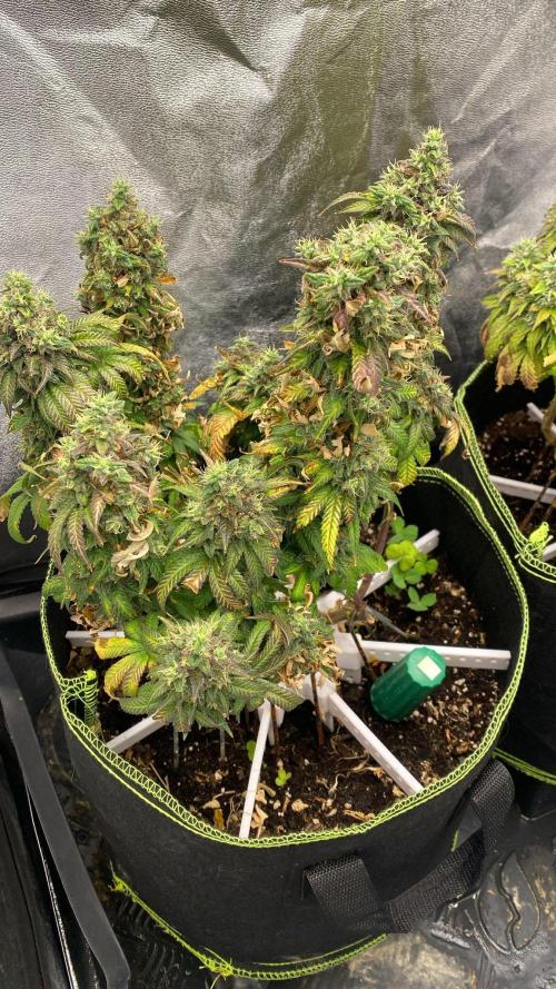 Sweet Cherry Kush | Living Soil | GER. Week 16
