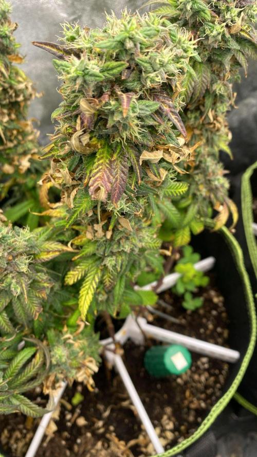 Sweet Cherry Kush | Living Soil | GER. Week 16