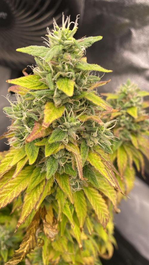 Sweet Cherry Kush | Living Soil | GER. Week 16