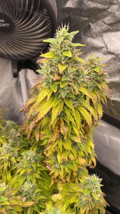 Sweet Cherry Kush. Week 16