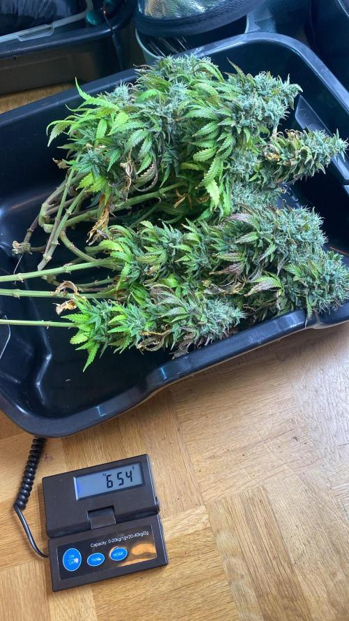 Sweet Cherry Kush | Living Soil | GER. Week 17