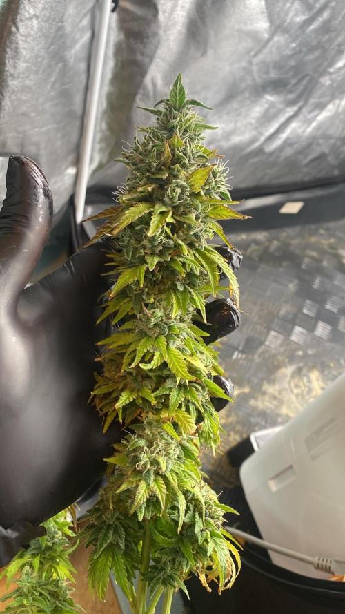 Sweet Cherry Kush | Living Soil | GER. Week 17