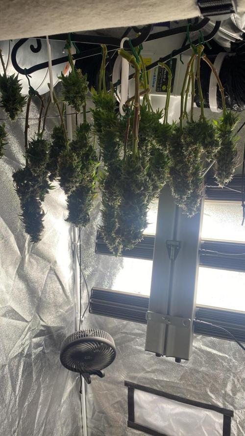 Sweet Cherry Kush. Week 17