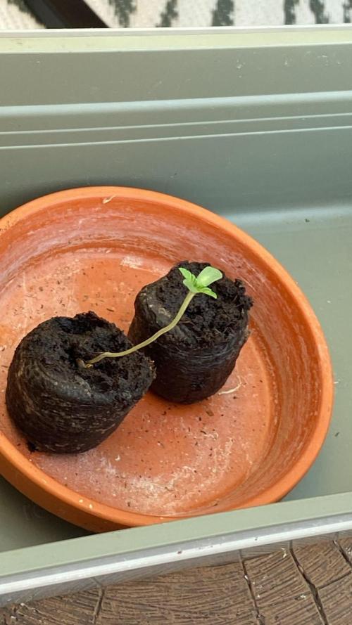 Garlic Gas. Week 0