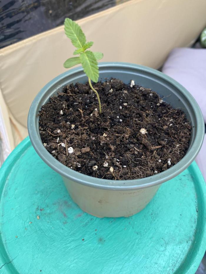 Outdoor to Indoor | Garlic Gas | GER. Week 1
