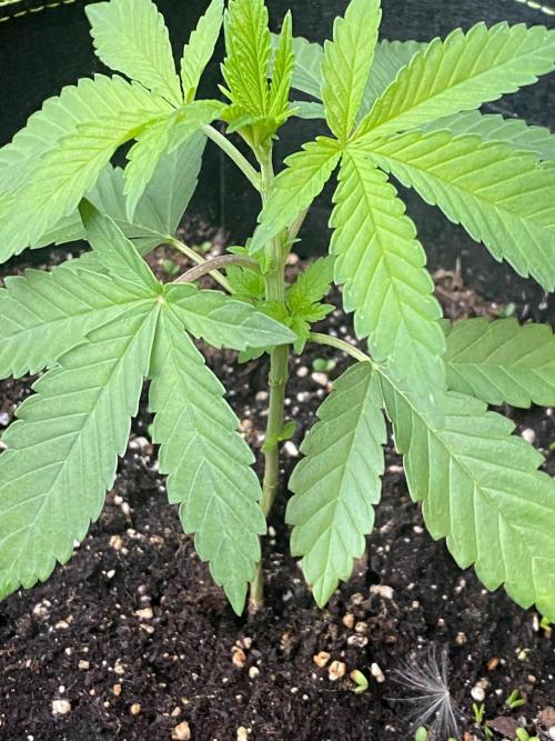 Outdoor to Indoor | Garlic Gas | GER. Week 3