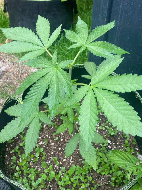 Outdoor to Indoor | Garlic Gas | GER. Week 4