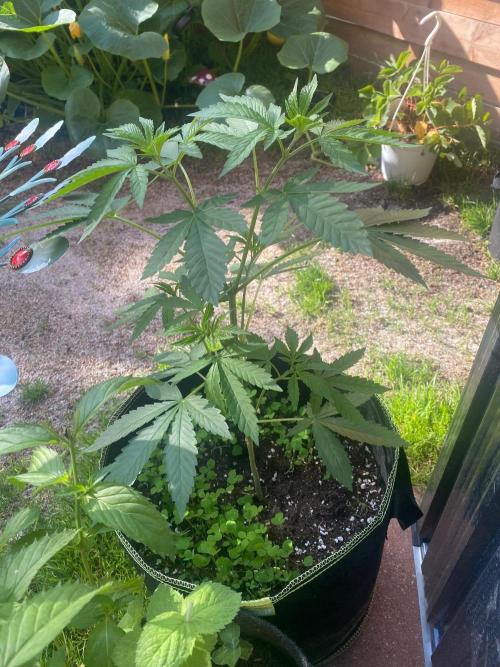 Garlic Gas. Week 5